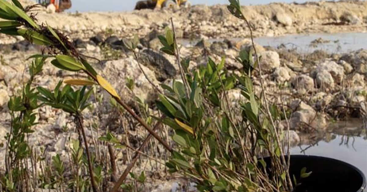 Expected Impact and Future Goals mangroves